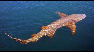 Shark fishing in the keys (Florida)