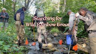 Deerfield River Rainbow Trout study by Trout Unlimited