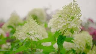 Hydrangea paniculata Little Fresco Skyfall