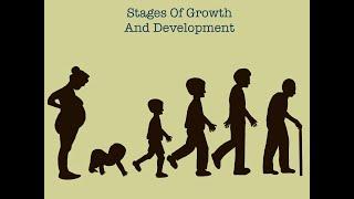 Stages Of Human Growth And Development