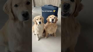 Making memories with my dogs in Europe!