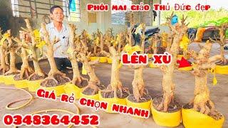 Phôi mai giảo Thủ Đức giá rẻ 8/11 #aHùng0348364452 |MaivàngThanhTâm