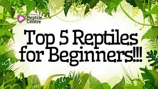 Top 5 Reptiles for Beginners!