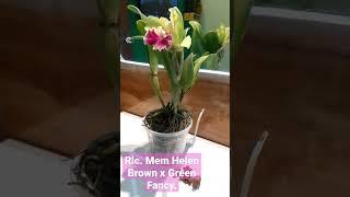 Orchid Rlc. Mem Helen Brown x Green Fancy.