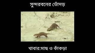 Otters In Sundarban