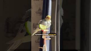 Свист Кореллы  поющий и говорящий попугай #попугай #корелла #birds #птицы #corella #животные