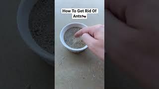 How To Get Rid Of Ants #Shorts