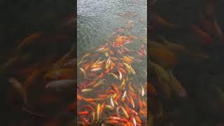 NUVALI PARK AMAZING FISH #short#video#music#colorful#nuvali#tourist#attraction