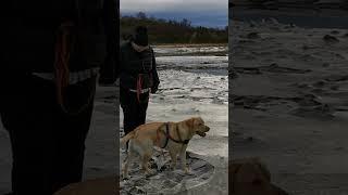 Playing with ice - labrador