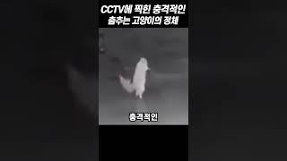 CCTV에 찍힌 충격적인 춤추는 고양이의 정체