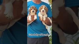 Cute baby of beagle, Beagle puppy price in india #beagle #beaglepuppy #youtubeshorts #shortsfeed