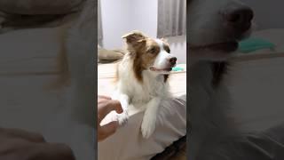 そーっと触るとテンションが上がっちゃう犬が可愛い【ボーダーコリー・オーストラリアンシェパード】#shorts