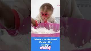 Lily is a great baker! #shorts #short #monkey