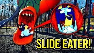 SLIDE EATER EATS BLUEY HEELER? (ON CAMERA)