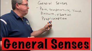 General Senses