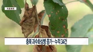 [CCS종합뉴스]충북 과수화상병 증가…누적 34건