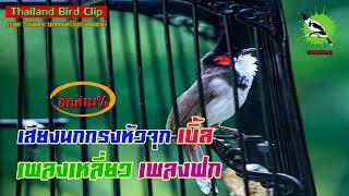 เสียงนกกรงหัวจุก เบิ้ล เพลงเหลี่ยว เพลงฝก : นายนกกรง (Thailand Bird Clip) Chào Mào Thái Lan
