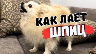 Barking small dog  Pomeranian Spitz