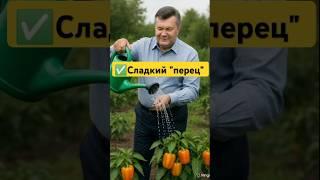 Выращивает сладкий перец
