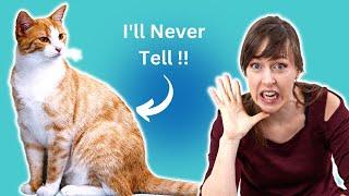 The Telltale Signs Your Cat is Stressed Out | VET ADVICE