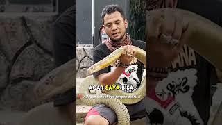 PANJI DI SERANG KING COBRA WIDI KARENA INI !!