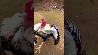 Aseel rooster #shorts #viral #aamirvlogs