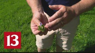 Pat Sullivan talks weed control for your lawn