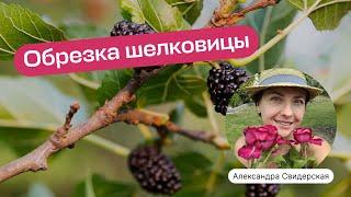 Обрезка плакучих форм привитых на штамб (на примере шелковицы) | Умный садовник