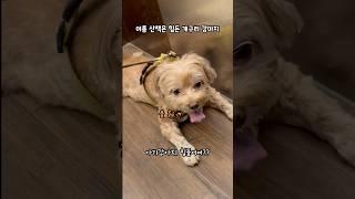 더워 죽겠는 아기 개구리 라꿍이 #shorts #강아지 #말티푸