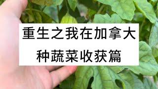 重生之我在加拿大种蔬菜收获篇