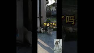 (宠物狗狗)  等我教你如何正确上厕所, (Pet dog) Wait for me to teach you how to go to the toilet correctly