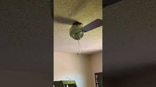 Ceiling fan going nuts #ceilingfan #funny #shorts #stupidvideo