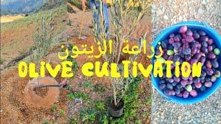 كيف تزرع شجرة الزيتون بسهولة وبطريقة صحيحة 🫒How to plant an olive tree easily