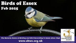 Birds of Essex ~ February 2025