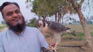 Don't Trap Adult Falcons- Why?