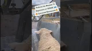 Работа в Европе #вакансии #работавевропе