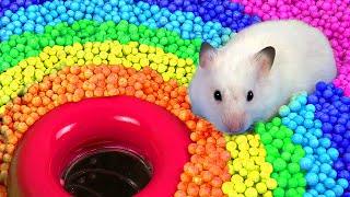  Hamster Escapes the  Pool Maze for Pets  in Hamster Stories