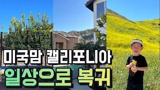 미국일상 | 캘리포니아 일상으로 복귀 | 재외국민 투표, 30도 찍은 더운 주말 유채꽃 만발 트래킹 & 물놀이, 마트쇼핑, Daily life in the US