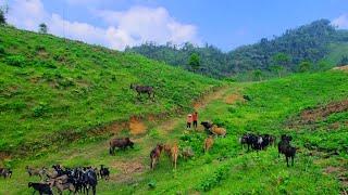Phan Chieu's farm: a busy day with goats and cows