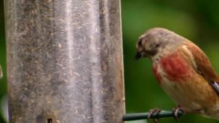 Linnet on a Bird Feeder - Common Linnets - Canto Del Pardillo - Wildlife in Cornwall
