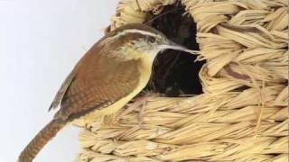 Carolina Wren Nest