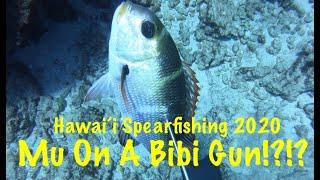 Shooting Mu with a BIBI GUN!?!? | Hawaii Spearfishing 2020