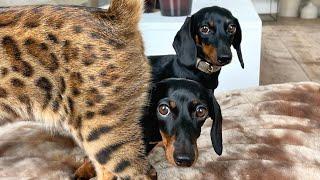 Mini Dachshunds & Bengal Cat are reunited after a holiday.