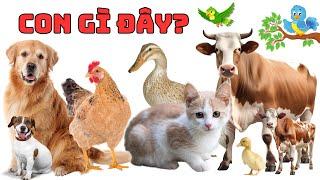 Con Gì Đây? | Bé Khám Phá Thế Giới Động Vật - Tập 1 | Học Tên và Tiếng Kêu Của Các Con Vật