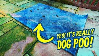 Dog Did Something On This Rug !