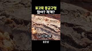 표고목 종균구멍 많이 뚫는게 좋을까?