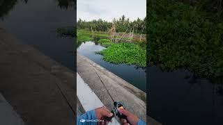 Snakehead enjoyer part 7 #fishing  #snakeheadfish  #snakeheadhunter  #snakeheadfishing  #fyp  #fyp