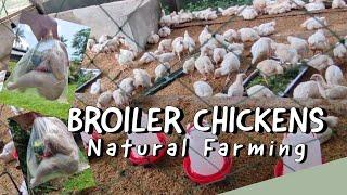 How To Make Money From Broilers in Natural Farming Set-up | Semi-organic Dressed Chicken 