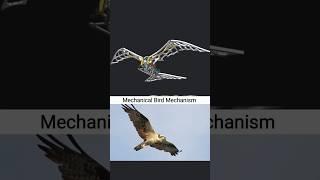 Mechanical Bird Design Inspire by eagle flying patterns #3ddesign #birds #fliying #solidworks #cad