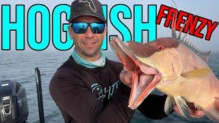 Hogfish Frenzy! How to Catch a HogFish!